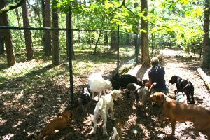 Het bos van Hondenuitlaatservice de Snuffelende Snuit